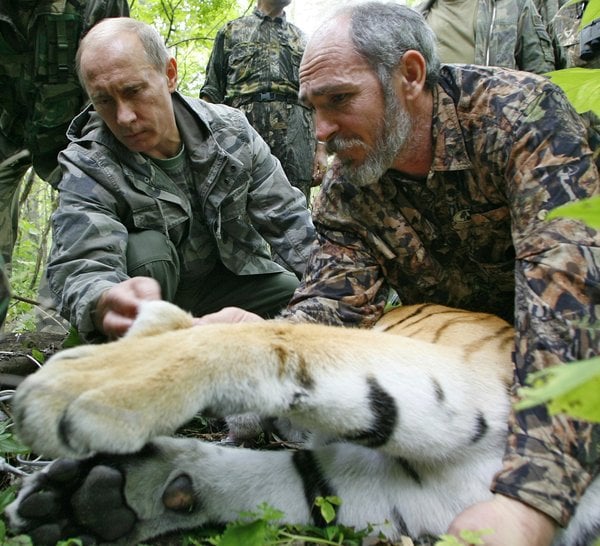Vladimir Putin, with help from the scientist Vyacheslav Razhanov, fixing a satellite transmitter on a tiger in the Russian Far East in 2008. ALEXEY DRUZHININ / AGENCE FRANCE-PRESSE — GETTY IMAGES