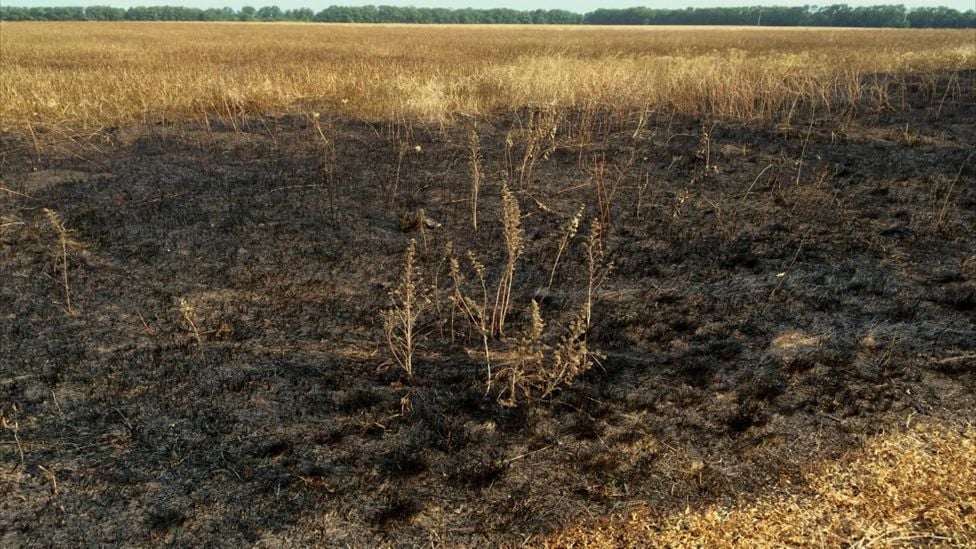 Burn mark in field where it is thought the Buk missile was launched. By Christopher Miller, Mashable