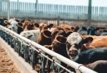 Фейк НТВ: в Великобритании животных официально признали разумными существами