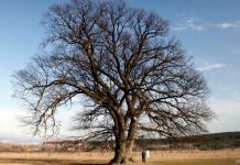 Зарема Сеитаблаева: «Суворовский дуб» в Крыму – фейк «русского мира»