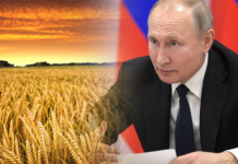 Українське зерно путінської брехні: дайджест російської пропаганди за 8 червня