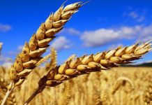 Lavrov’un Yalanı: Ukrayna o kadar az tahıl üretiyor ki, kaybı dünyada bir gıda krizine neden olamaz