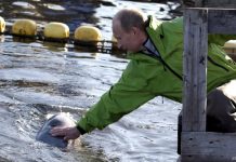 «Боевые дельфины» российской пропаганды