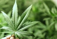 Фейк Виктора Медведчука: Зеленский превращает Украину в хаб мирового наркотрафика