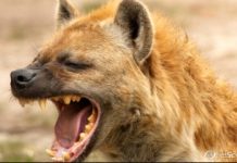 Хто виживе серед російських «цифрових гієн»: дайджест пропаганди за 22 лютого 2024 року