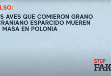Falso: Las aves que comieron grano ucraniano esparcido mueren en masa en Polonia