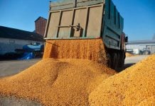 «Вести» сообщили о росте импорта российского зерна в Латвию. В действительности Латвия импорт продовольствия из РФ запретила