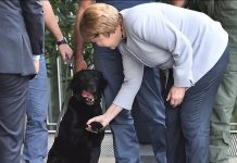 Кремлівські ЗМІ звинуватили Меркель у брехні про її страх перед собаками і випадок із лабрадором Путіна. Але ставлення Меркель до собак давно відоме