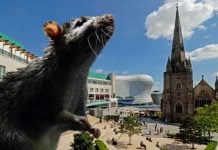 Фейк «Первого канала»: у британському Бірмінгемі через страйк сміттярів розплодилися щури завбільшки з кішку