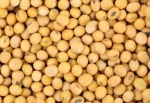 Кремлевские СМИ: Россия вытеснила США с китайского рынка сои. В реальности и Россию, и США оттуда вытеснила Бразилия